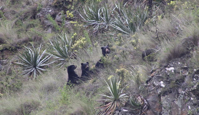 Tres osos de anteojos son captados por cámaras trampa Foto: Sernanp