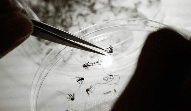 La reincidencia de la enfermedad del dengue puede ser muy perjudicial para la salud. Foto: AFP