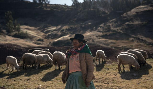 Los habitantes de Lucanas no reciben un pago por trasquilar vicuñas. Foto: Angela Ponce/Bloomberg Businessweek