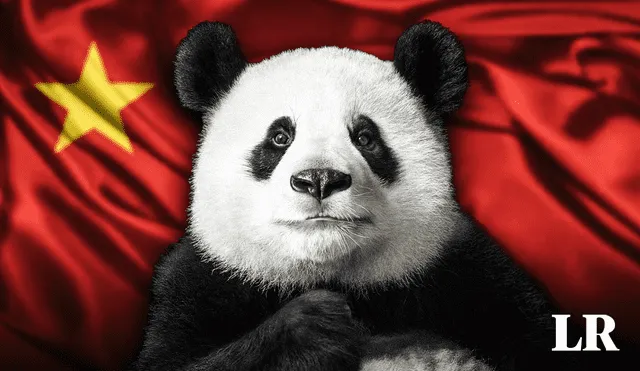 Los pandas son naturales de la provincia de Sichuan, China. Foto: composición LR/National Geographic