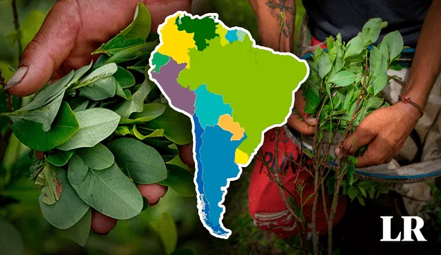 ONUDD afirma que la superficie dedicada al cultivo de coca en 2022 creció hasta las 230.000 hectáreas. Foto: Composición LR/CNN/Bichos de Campo