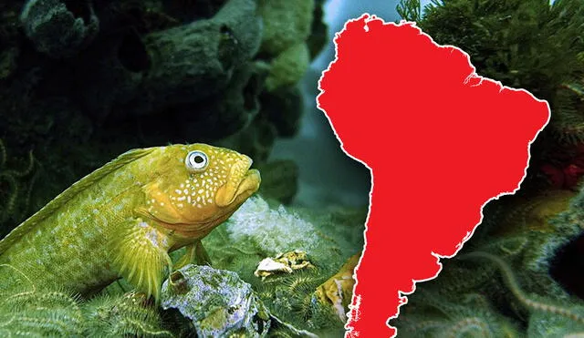 La biodiversidad marina de Sudamérica se caracteriza por ser uno de los pilares del medio ambiente. Foto: composición LR/Pixabay