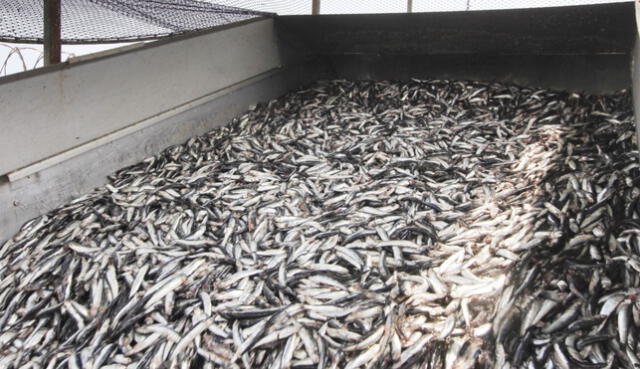 Primera temporada de pesca de anchoveta 2024. Sólo podrán realizar faenas de pesca las embarcaciones pesqueras con permiso vigente. Foto: difusión