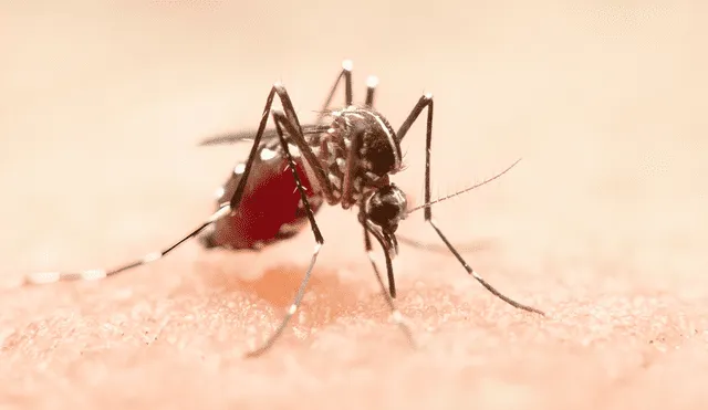 Brote de dengue: circulación continua del virus, pico estacional más temprano y mayor número de casos. Foto: iStock   