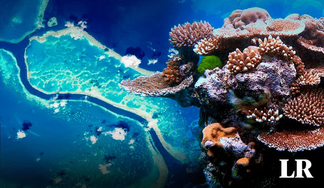 La Gran Barrera de Coral es también uno de los más complejos, ya que alberga 600 tipos de corales y miles de especies de animales. Foto: Composición LR/NASA/SINC
