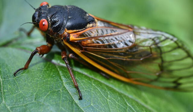 Miles de millones de cigarras emergerán de suelos norteamericanos durante primavera 2024. Imagen: AFP