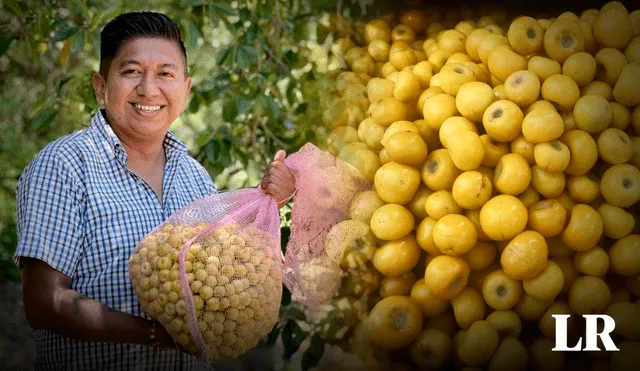 El nanche es rico en propiedades y destaca por su peculiar sabor. Foto: composición LR/Javier Borgúa