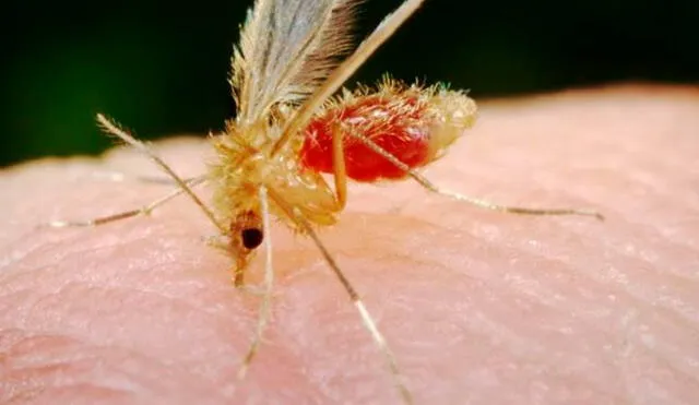La Uta se transmite por la picadura de mosquitos del género Lutzomyia. Foto: Andina