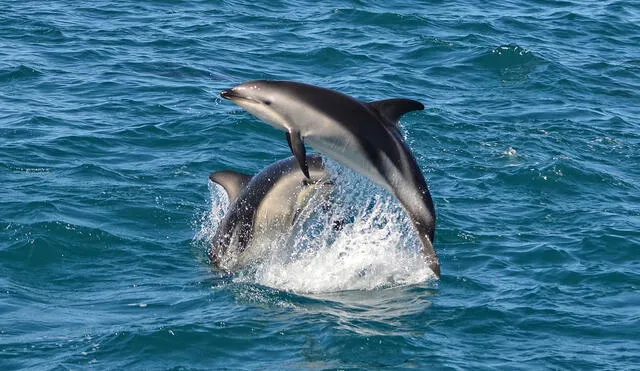 El delfín oscuro nada en mares con temperaturas frías. Foto: Alexandre Roux / Flickr