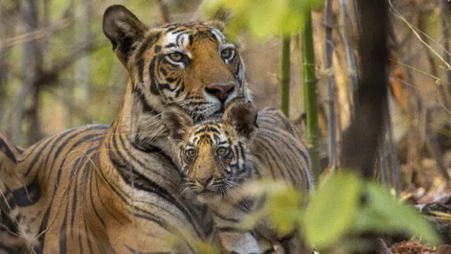 'Tigres', documental de Disney Plus, se estrena este 22 de abril. Lo describen como un viaje de supervivencia. Foto: Difusión