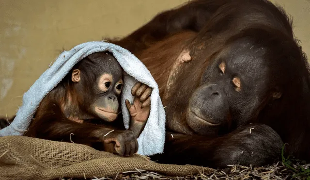 El orangután de Borneo, que se encuentra exclusivamente en estado salvaje en la isla de Borneo, es la tercera especie de simio más grande. Foto: AFP