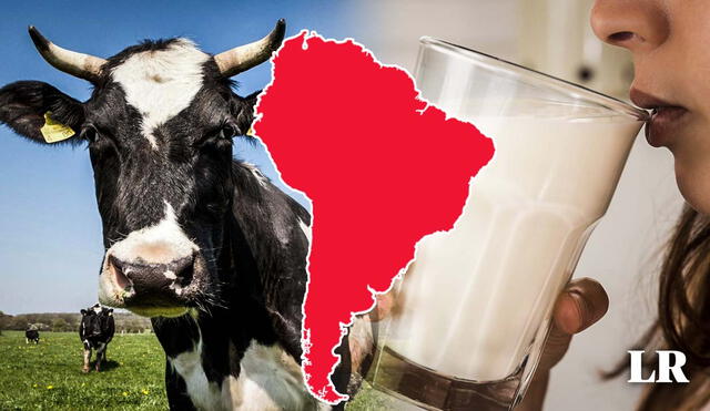 La leche de vaca, uno de los alimentos más conocidos en el mundo, tiene a la Unión Europea como su principal productor mundial. Foto: composición LR/VIER PFOTEN/ Fred Dott/Shutterstock