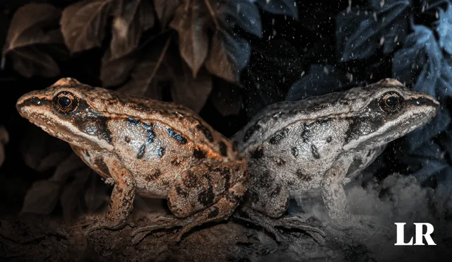 Estas ranas experimentan períodos más prolongados de congelación y descongelación que un filete en un congelador. Foto: composición de Jazmin Ceras/LR/Freepick. Video: elmundoDKBza
