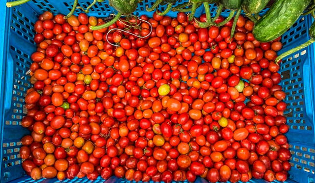 Los tomates llegaron desde América a Europa hace más de 500 años. Foto: EC