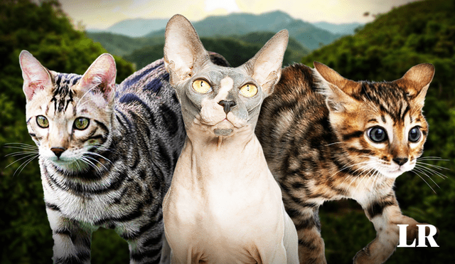 El gato esfinge, el tercer más costoso, debe su calvicie a una mutación en el gen keratin. Foto: composición LR/20 Minutos