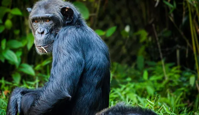 Los chimpancés comieron heces de murciélagos al no encontrar fuente de minerales. Foto: Pixabay