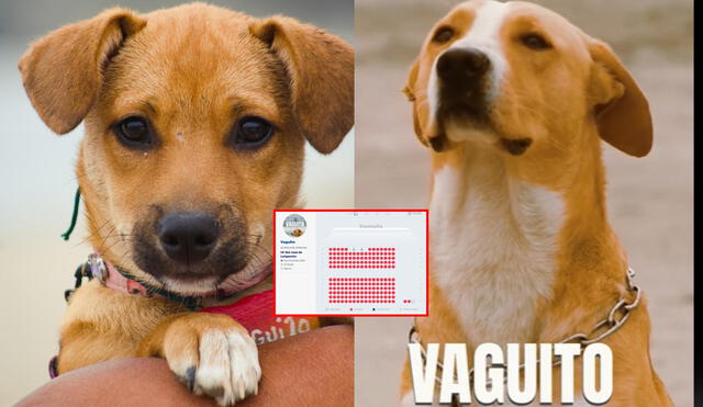 'Vaguito', película con Julián Legaspi y el perro actor Vaguito, fue estrenada el 18 de abril. Foto: composición LR/Bamboo Pictures