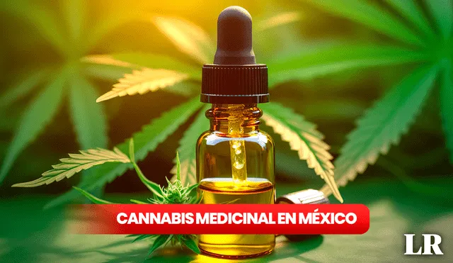La legalización del cannabis medicinal en México despierta un debate nacional sobre sus beneficios terapéuticos y la necesidad de regulación. Foto: composición LR/Freepik