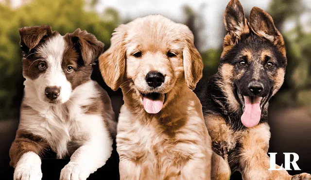 Se analizaron 1.002 perros de 12 razas distintas para el presente estudio. Foto: Composición LR/ National Geographic