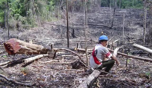 El 15% de nuestra Amazonía se encuentra deforestada. Foto: El Peruano
