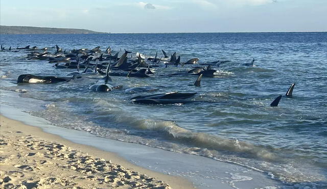 Ballenas piloto mueren en las costas de Australia. Foto: The San Diego Union Tribune