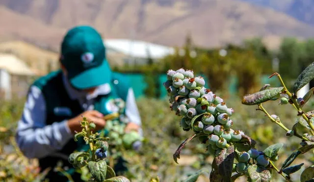 Los arándanos son una de las frutas mejor posicionadas en el mundo. Fuente: Andina