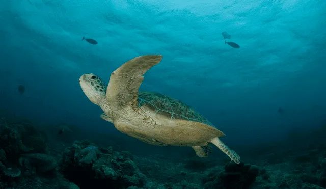 Se observó que las tortugas viajaban hacia una superficie rocosa dominada por peces. Foto: Jurgen Freund/WWF