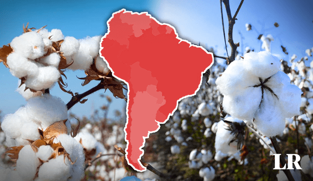 Brasil produce 3,1 millones de toneladas de algodón. Foto: composición LR/MX City