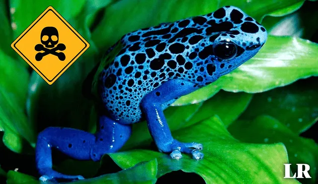 En Sudamérica, los viajeros deben evitar a la venenosa rana flecha azul, anfibio territorial que habita en los bosques del país más pequeño y sus fronteras. Foto: composición LR/Shutterstock