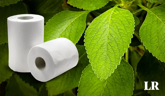 El papel higiénico más sostenible del mundo. Foto: Composición LR/ Eco Online
