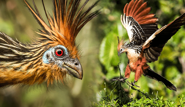 El hoatzin vive en bosques húmedos de Perú. Foto: composición LR/MacaulayLibrary