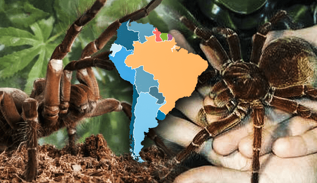 Las patas de esta tarántula sudamericana pueden llegar a cubir la cabeza de una persona. Foto: composición LR/ National Geographic