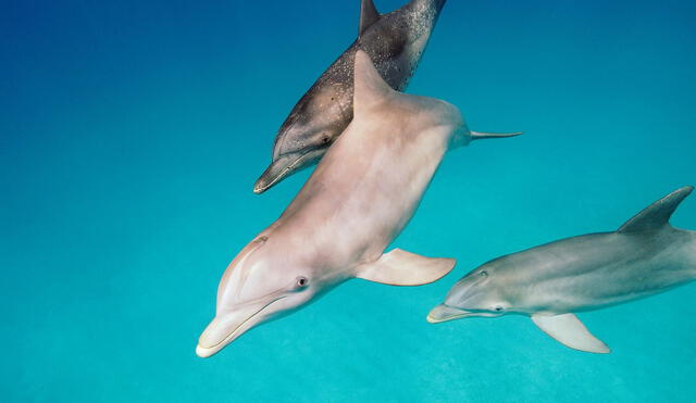 Hacía tiempo que los científicos sospechaban que los delfines utilizan silbidos distintivos de una manera similar a como los humanos usan los nombres. Foto: National Geographic
