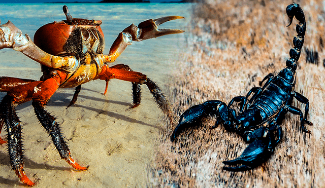 El cangrejo y el escorpión comparten las pinzas en sus fisiologías, pero son criaturas totalmente distintas. Foto: Aprender Juntos/Mega Ricos