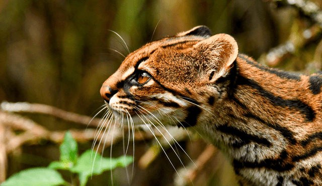 El  Leopardus pardionoides es del tamaño de un gato doméstico. Foto: Johannes Pfeiderer