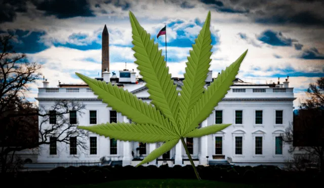 La DEA ha planteado cambiar a categoría 3 el cannabis. Foto: Composición LR | Free 3D | AFP