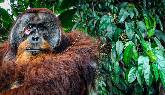 El orangután Rakus es el primer registro de un animal que usa plantas con propiedades medicinales para curar heridas. Foto: Nature/Earthpedia