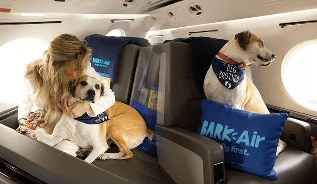 La aerolínea para mascotas ofertará vuelos exclusivos hacia Reino Unido. Foto: Composición LR/ Bark Air Instagram