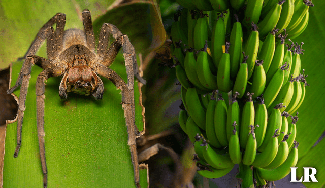 La araña más venenosa del mundo se expande desde Brasil por cargamentos de fruta. Foto: composición LR/InaturalistMx/National Geographic