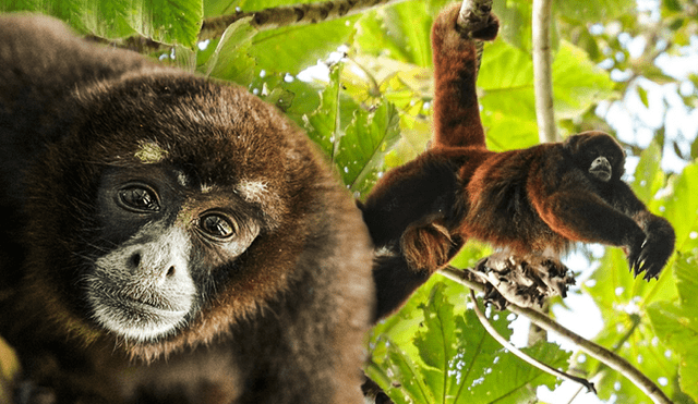 Se calcula que la población de mono choro cola amarilla tiene menos de 10.000 individuos. Foto: composiciónLR/GersonFerrer/RussMittermeier
