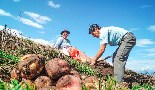 COFIDE incluirá la actividad forestal en sus mecanismos de aseguramiento cofinanciado. Fuente: El Peruano COFIDE incluirá la actividad forestal en sus mecanismos de aseguramiento cofinanciado. Fuente: El Peruano
