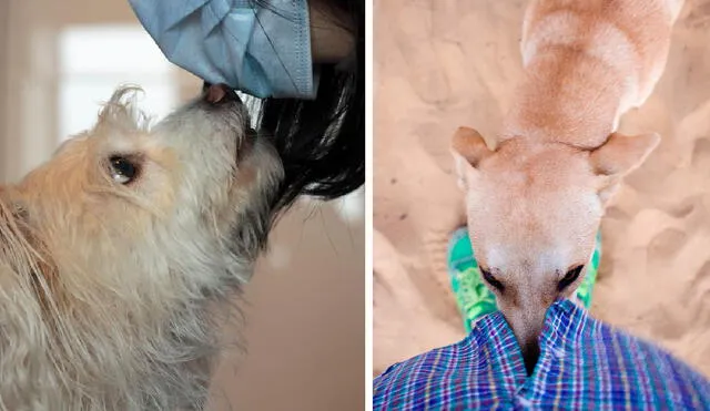 Los perros desarrollan el sentido de su olfato desde nacimiento para comunicarse con sus padres. Foto: composición LR/Telemundo