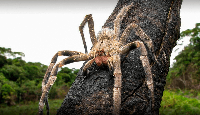 Su dieta incluye grillos, moscas y otros insectos, además de ranas arbóreas, lagartos y murciélagos. Foto: composición LR/Video: AFP