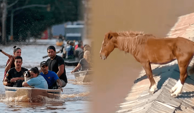 Los desastres ocurridos en el sur de Brasil también afectaron a los animales. Foto: captura de pantalla/O Globo News