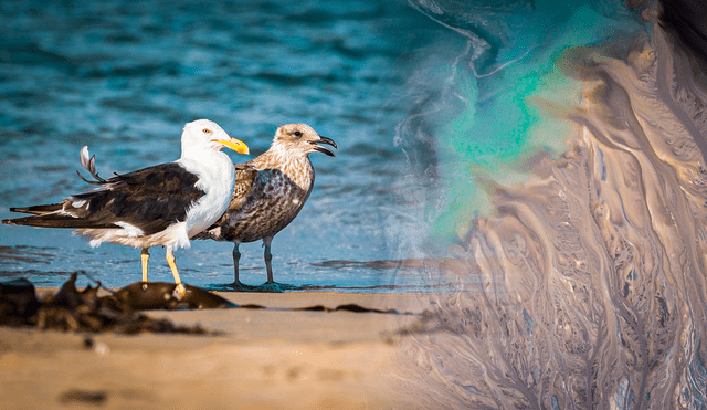 Los derrames de petróleo representan riesgos para la biodiversidad marina. Fotos: Pixabay