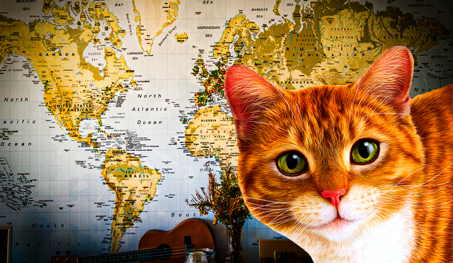 Según datos, hay un gato por cada 10 personas. Foto: composición LR | Wallpapersafari | PABLORGUEZALONSO