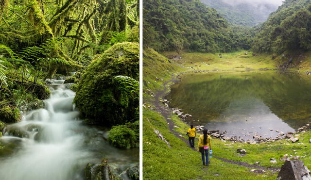 El SNA cubre un territorio de 3, 636 hectáreas y protege el mayor bosque de árboles de la sierra peruana. Foto: composición LR/ Andina.