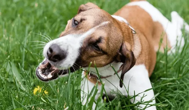 Diversas teorías apuntan a que los canes comen pasto para purgarse o simplemente porque tienen hambre. Foto: Planeta Mascota.