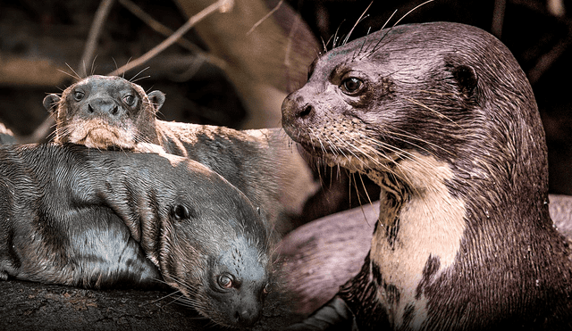 Una de las características más notables de la nutria gigante es su capacidad para utilizar herramientas para su alimentación. Foto :Composición LR/Richard Droker/Facebook.