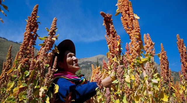 Perú avanza con el destrabe de proyectos de irrigación en todo el territorio. Foto: difusión